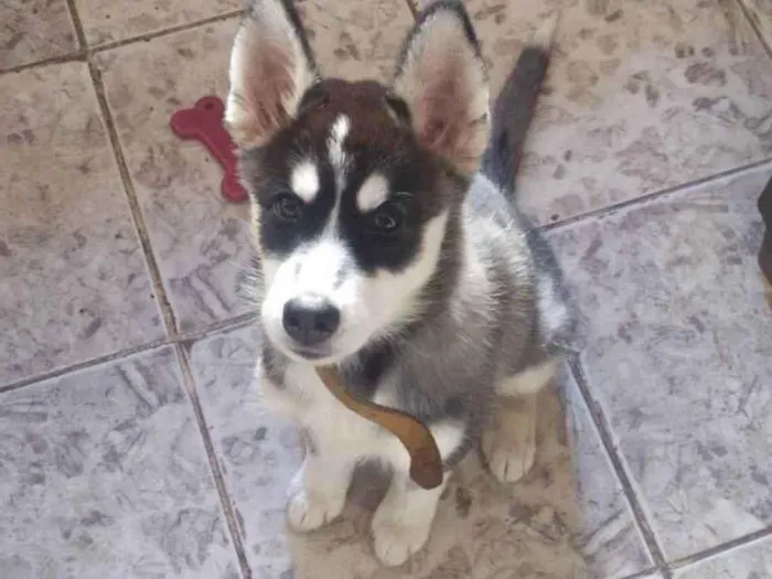 Cachorro raça Husky Siberiano idade 2 a 6 meses nome Maggy