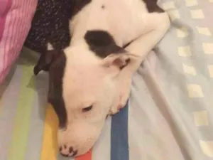 Cachorro raça Pitbull  idade 2 a 6 meses nome ??LANNA