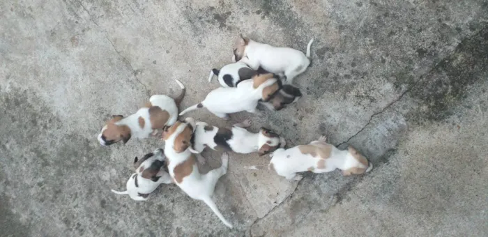 Cachorro ra a Vira-lata  idade 2 a 6 meses nome Sem nomes