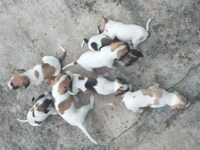 Cachorro ra a Vira-lata  idade 2 a 6 meses nome Sem nomes