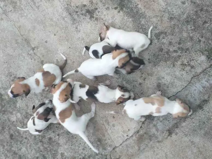 Cachorro ra a Vira-lata  idade 2 a 6 meses nome Sem nomes