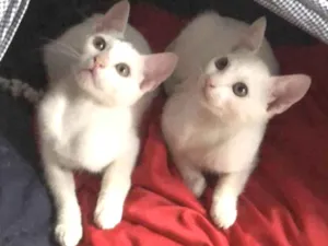 Gato raça Srd idade 2 a 6 meses nome Tininha e Ted