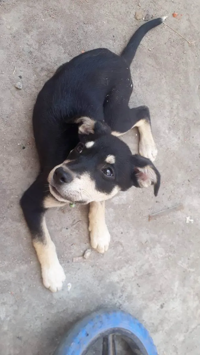 Cachorro ra a Sen raça definida  idade 2 a 6 meses nome Jully