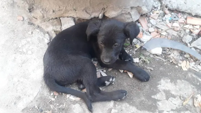 Cachorro ra a Sem raça definida  idade 2 a 6 meses nome Ravena