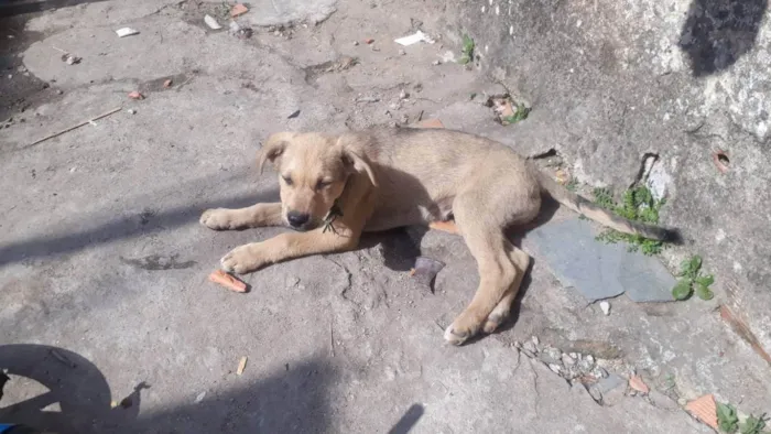 Cachorro ra a Sem raça definida  idade 2 a 6 meses nome Max