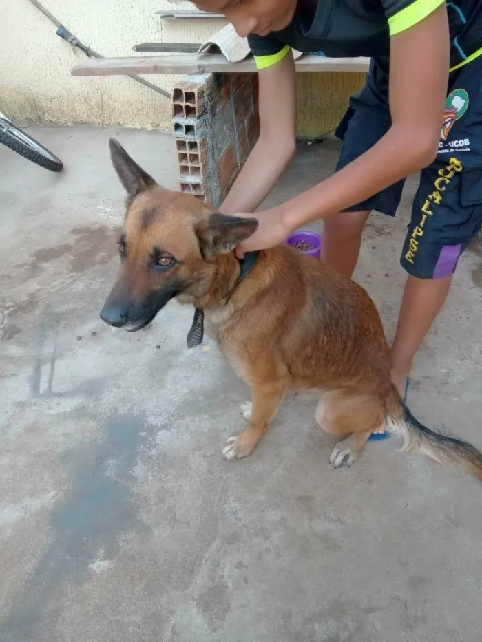 Cachorro ra a Viralata idade 2 anos nome Ótimos 