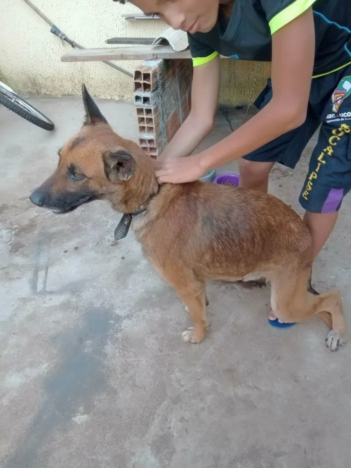 Cachorro ra a Viralata idade 2 anos nome Ótimos 