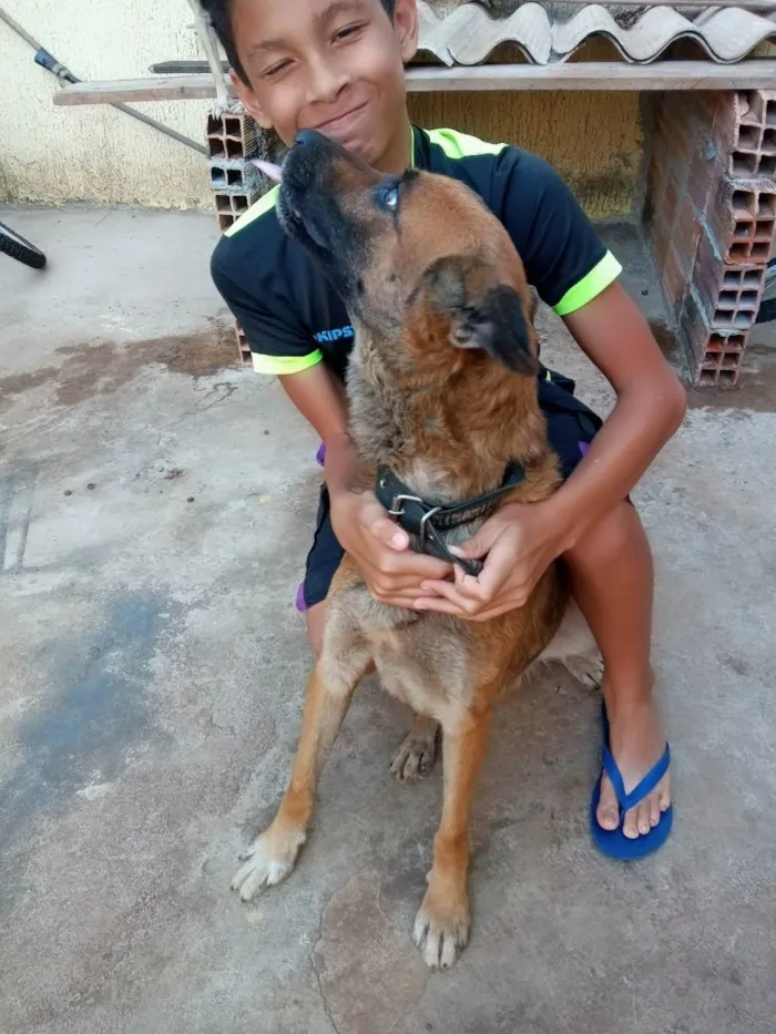 Cachorro ra a Viralata idade 2 anos nome Ótimos 