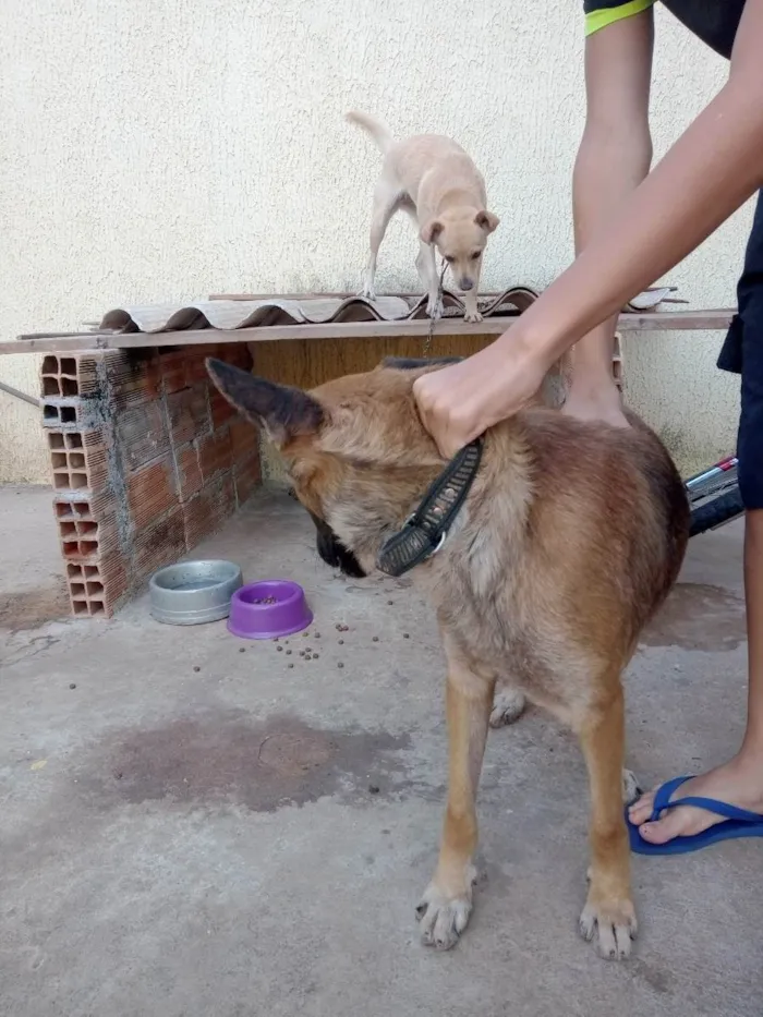 Cachorro ra a Viralata idade 2 anos nome Ótimos 