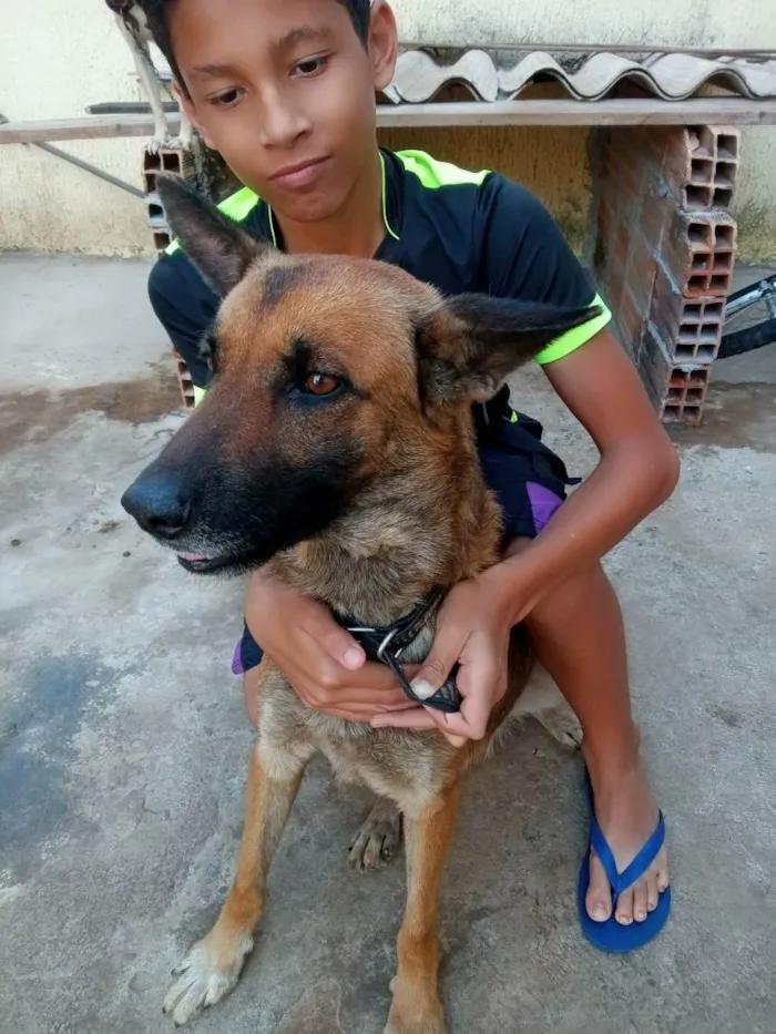 Cachorro ra a Viralata idade 2 anos nome Ótimos 