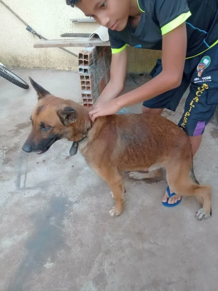 Cachorro ra a Viralata idade 2 anos nome Ótimos 