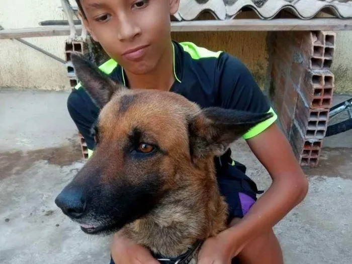 Cachorro ra a Viralata idade 2 anos nome Ótimos 