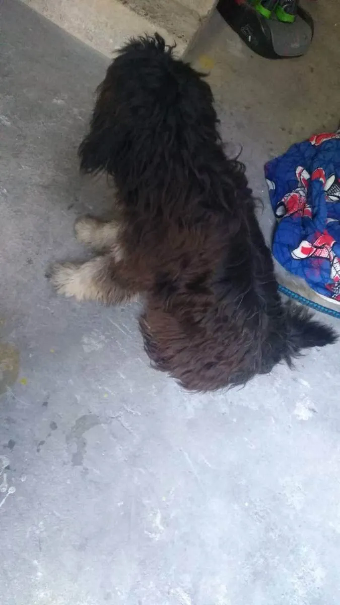 Cachorro ra a Não identificada idade 7 a 11 meses nome Bob