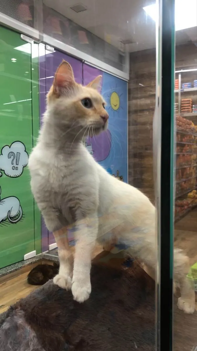 Gato raça Srd idade 1 ano nome Dunga