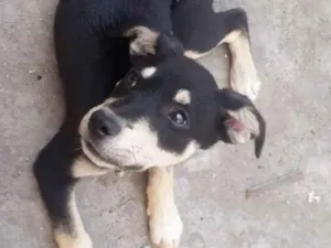 Cachorro raça Sen raça definida  idade 2 a 6 meses nome Jully