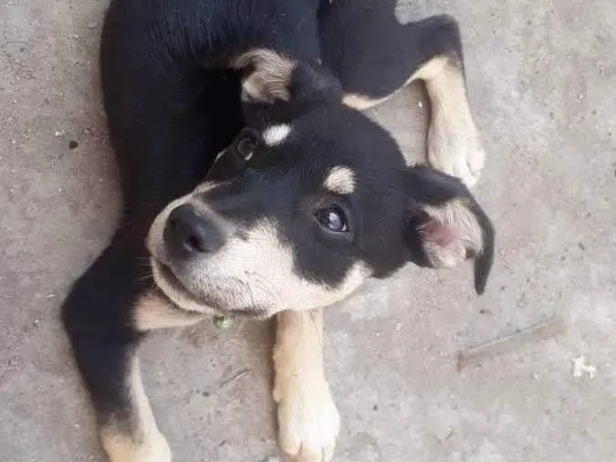 Cachorro ra a Sen raça definida  idade 2 a 6 meses nome Jully