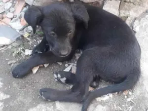 Cachorro raça Sem raça definida  idade 2 a 6 meses nome Ravena