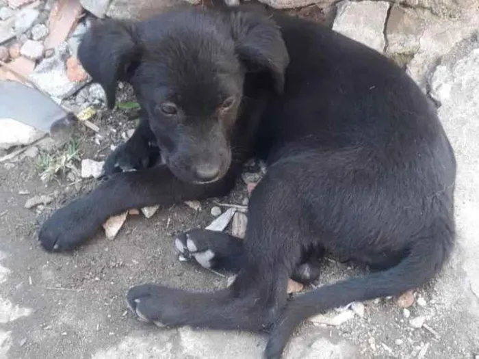 Cachorro ra a Sem raça definida  idade 2 a 6 meses nome Ravena