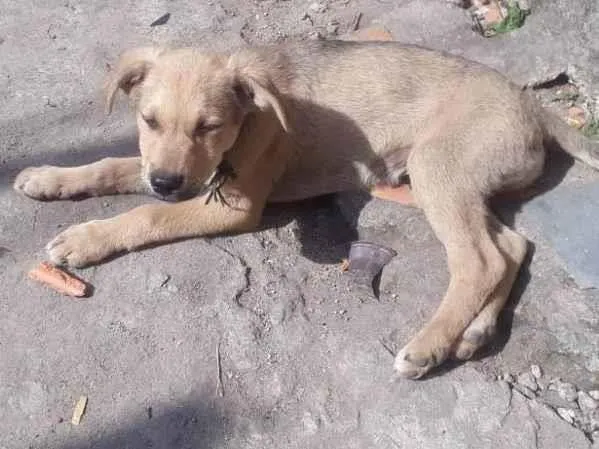 Cachorro ra a Sem raça definida  idade 2 a 6 meses nome Max