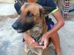 Cachorro raça Viralata idade 2 anos nome Ótimos 