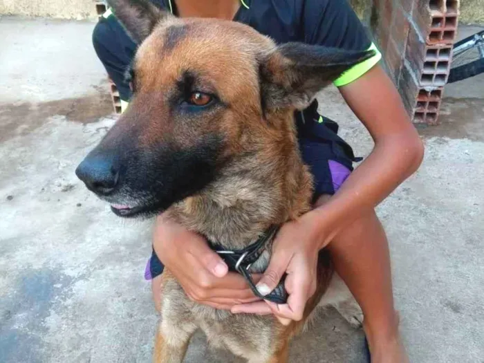 Cachorro ra a Viralata idade 2 anos nome Ótimos 