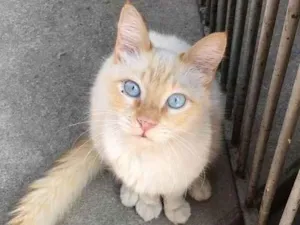 Gato raça Srd idade 1 ano nome Dunga