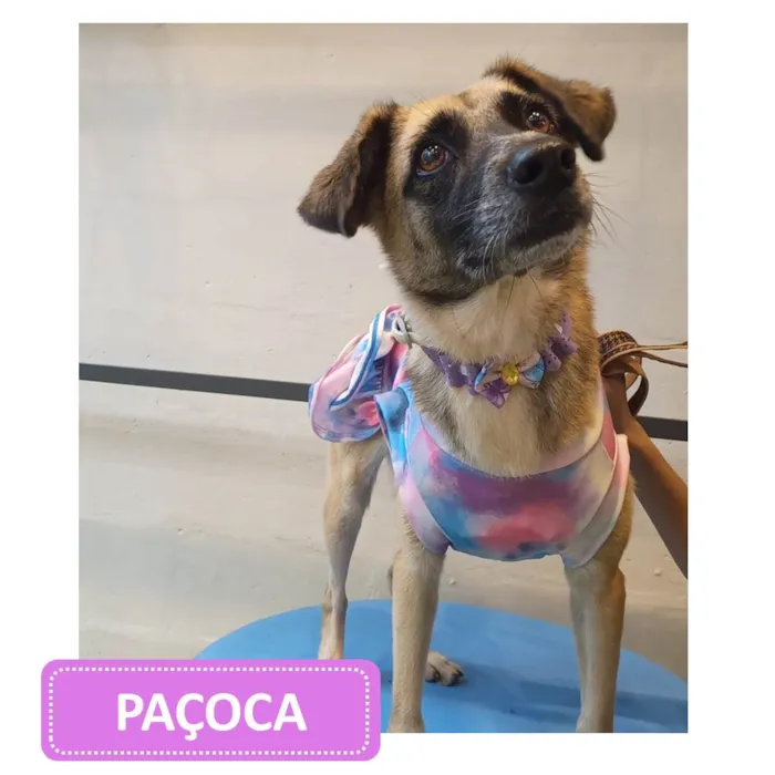 Cachorro raça SRD idade 2 anos nome Pipoca