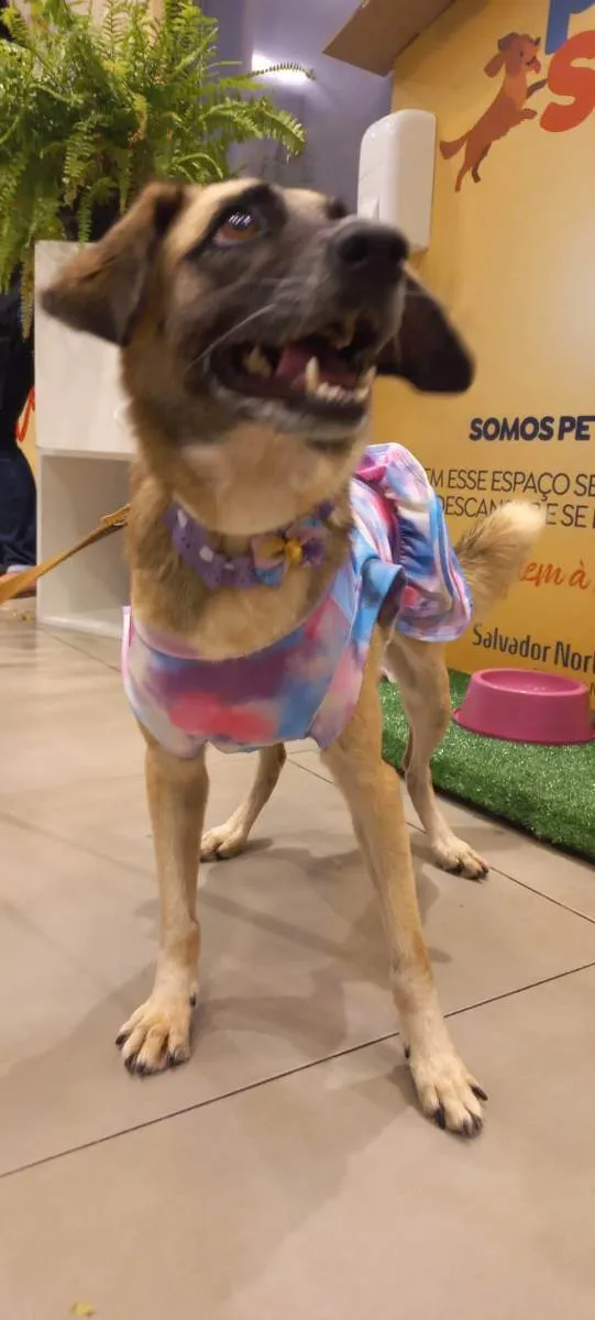 Cachorro raça SRD idade 2 anos nome Pipoca