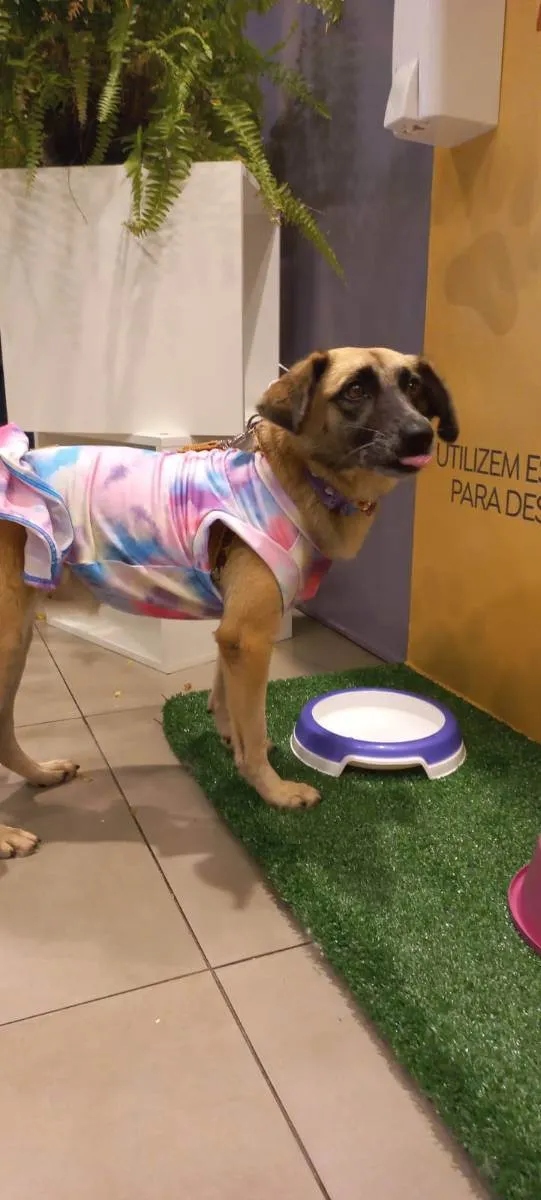 Cachorro raça SRD idade 2 anos nome Pipoca