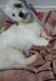 Lady