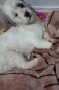 Lady