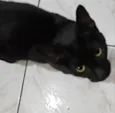 Pretinha