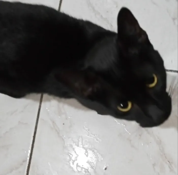 Gato ra a Não sei,  idade 7 a 11 meses nome Pretinha
