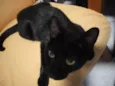 Pretinha