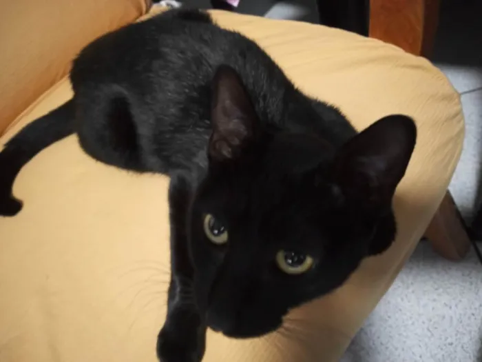 Gato ra a Não sei,  idade 7 a 11 meses nome Pretinha