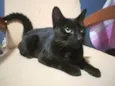 Pretinha