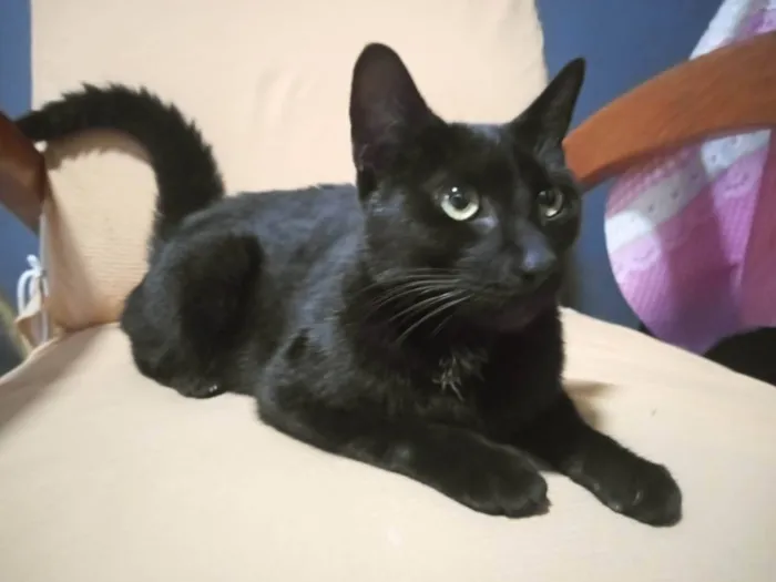 Gato ra a Não sei,  idade 7 a 11 meses nome Pretinha