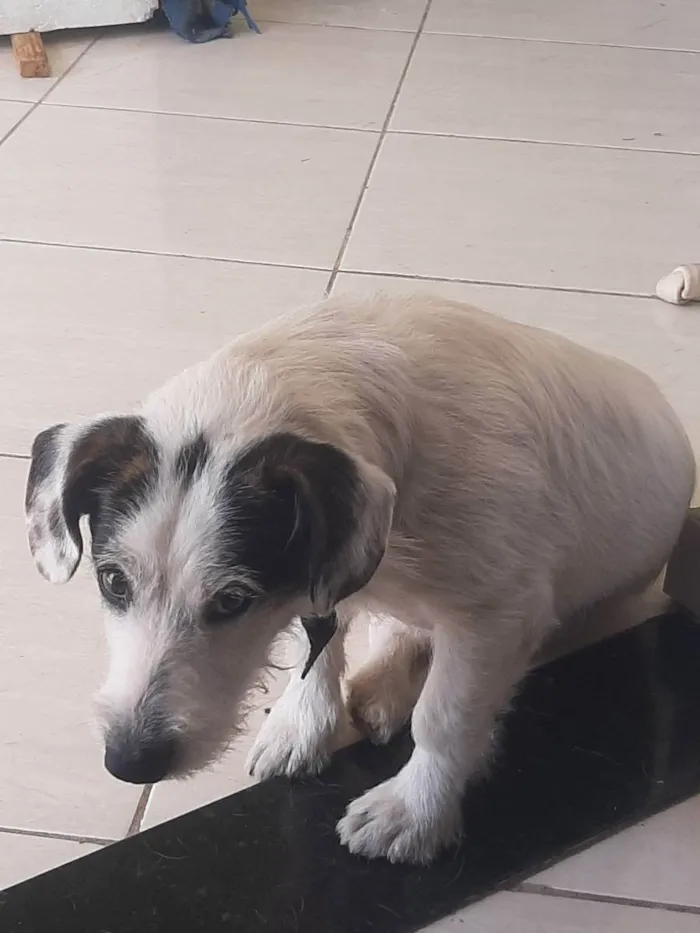 Cachorro ra a Não sei idade 2 anos nome Max