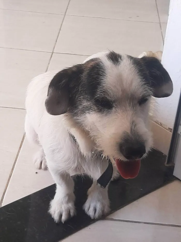 Cachorro ra a Não sei idade 2 anos nome Max