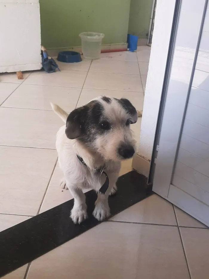 Cachorro ra a Não sei idade 2 anos nome Max