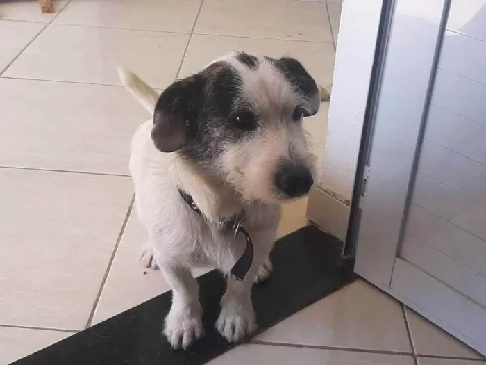 Cachorro ra a Não sei idade 2 anos nome Max