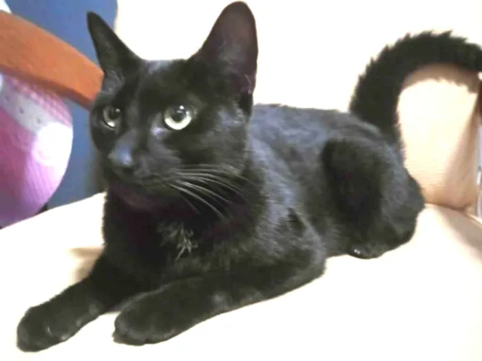 Gato ra a Não sei,  idade 7 a 11 meses nome Pretinha