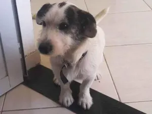 Cachorro raça Não sei idade 2 anos nome Max