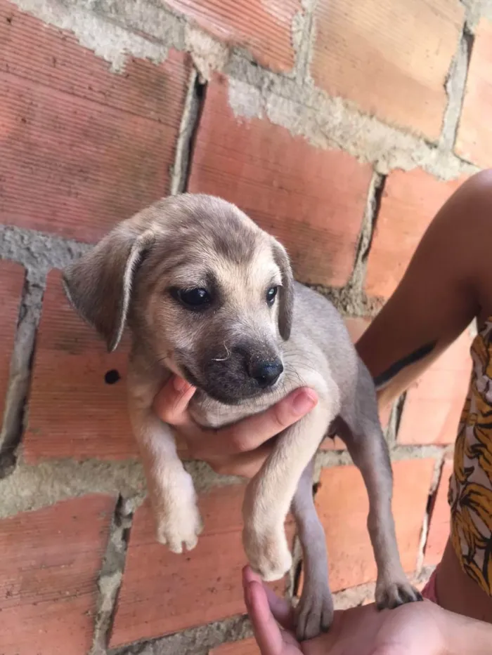 Cachorro raça  idade 2 a 6 meses nome ainda n tem nome