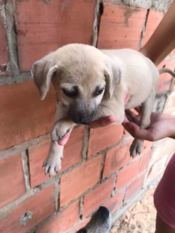 Cachorro raça  idade 2 a 6 meses nome ainda n tem nome