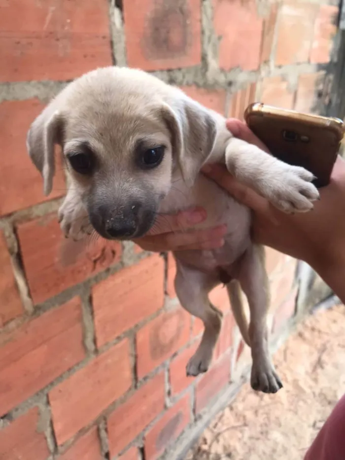 Cachorro raça  idade 2 a 6 meses nome ainda n tem nome