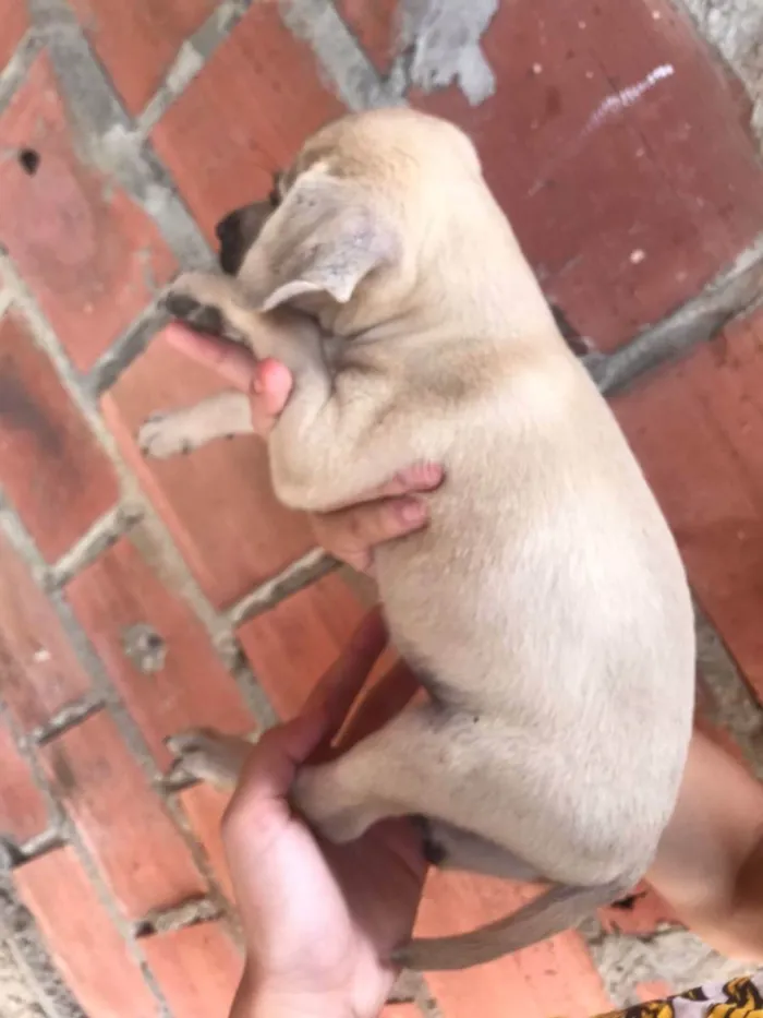 Cachorro raça  idade 2 a 6 meses nome ainda n tem nome