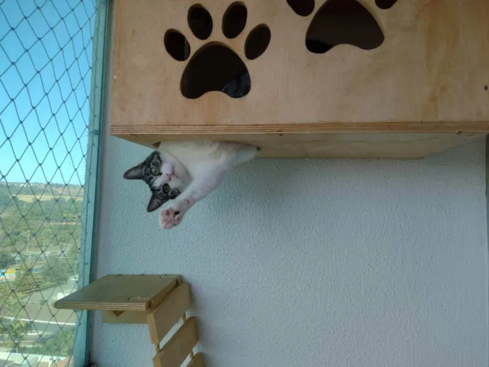 Gato ra a SRD idade 1 ano nome Mariola
