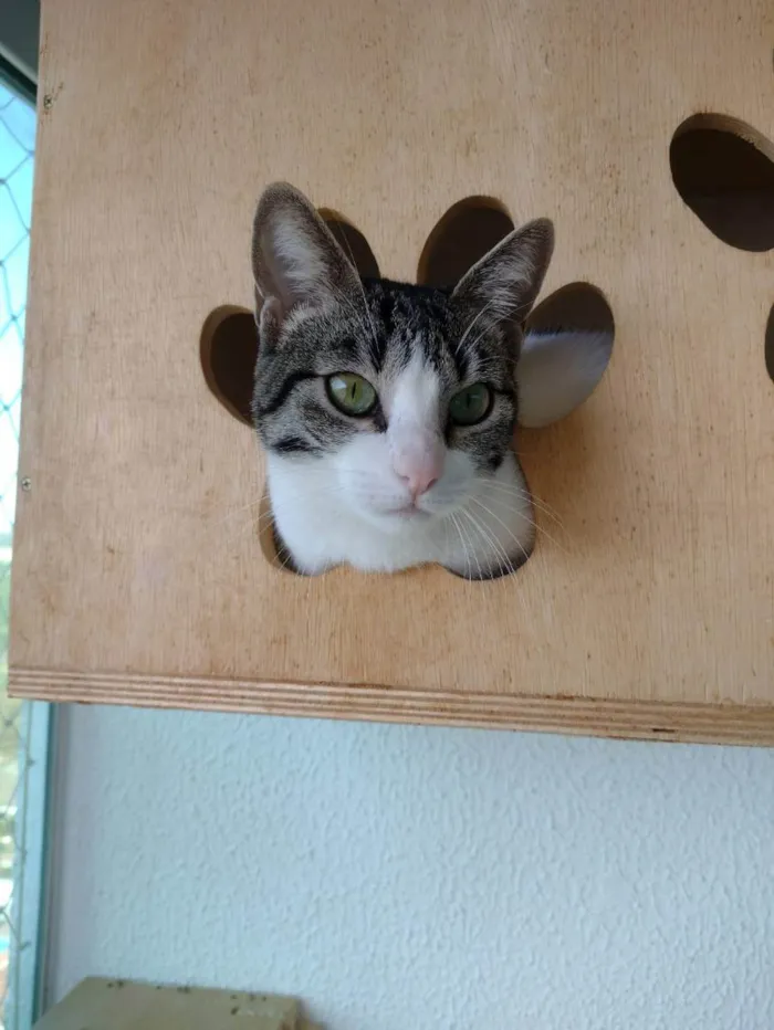 Gato ra a SRD idade 1 ano nome Mariola