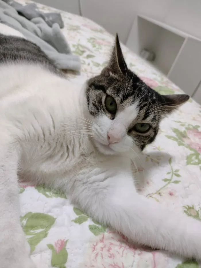 Gato ra a SRD idade 1 ano nome Mariola